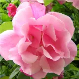 Rózsaszín - rambler, kúszó rózsa - Online rózsa vásárlás - Rosa Madame Grégoire Staechelin - diszkrét illatú rózsa - ibolya aromájú