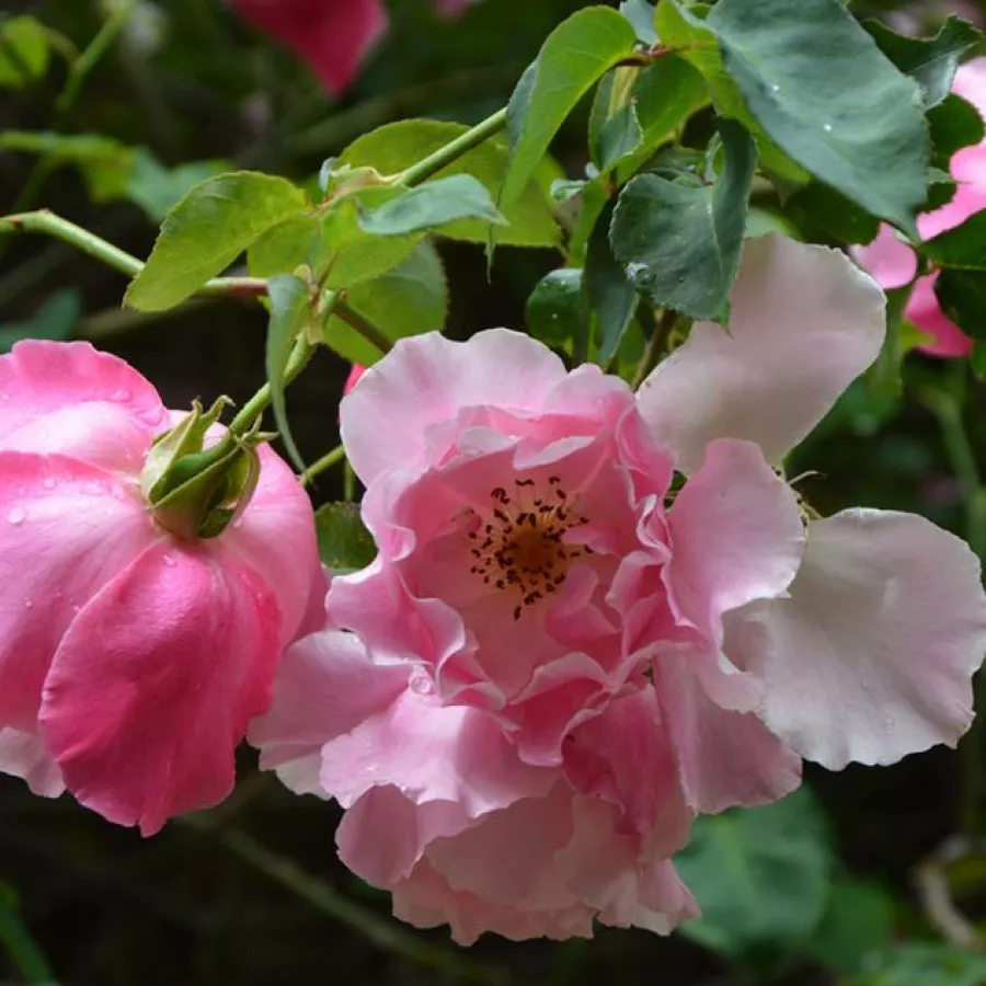 Rózsaszín - Rózsa - Madame Grégoire Staechelin - Online rózsa rendelés