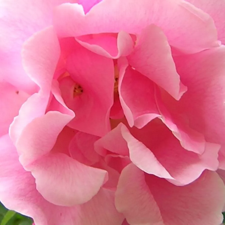 Rambler - Rosa - Madame Grégoire Staechelin - Produzione e vendita on line di rose da giardino