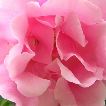 Rosen Gärtnerei - ramblerrosen - rosa - Rosa Madame Grégoire Staechelin - diskret duftend - Pedro (Pere) Dot - Eine besondere, blassrosa Rose mit etwas ungeordneter Blütenform. Ihre großen, dekorativen Hagebutten schmücken ihren Laub auch nach der BLüteze