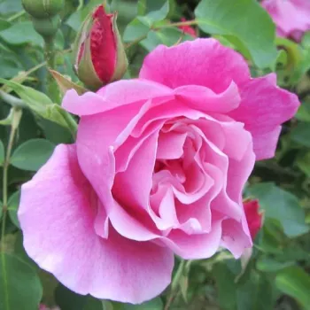 Rosa Madame Grégoire Staechelin - růžová - stromkové růže - Stromkové růže, květy kvetou ve skupinkách