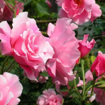 Světle růžová - stromkové růže - Stromkové růže, květy kvetou ve skupinkách