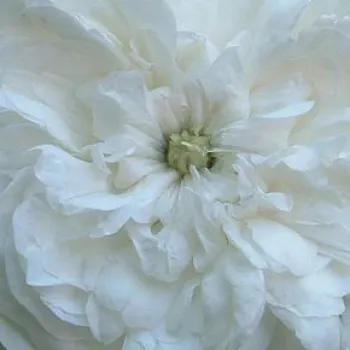 Online rózsa vásárlás - fehér - történelmi - centifolia rózsa - Madame Hardy - intenzív illatú rózsa - pézsmás aromájú - (120-200 cm)