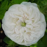 Centifolia ruža - bijela - intenzivan miris ruže - Rosa Madame Hardy - Narudžba ruža