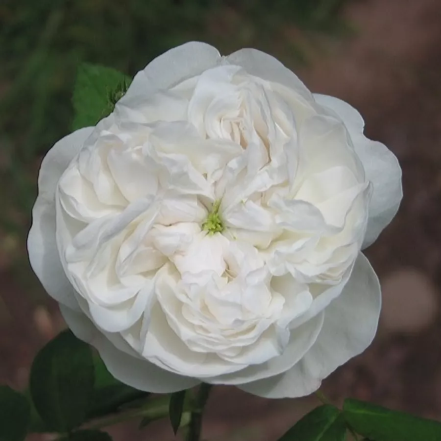 Biały - Róża - Madame Hardy - Szkółka Róż Rozaria