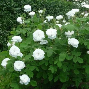 Fehér - történelmi - centifolia rózsa - intenzív illatú rózsa - pézsmás aromájú