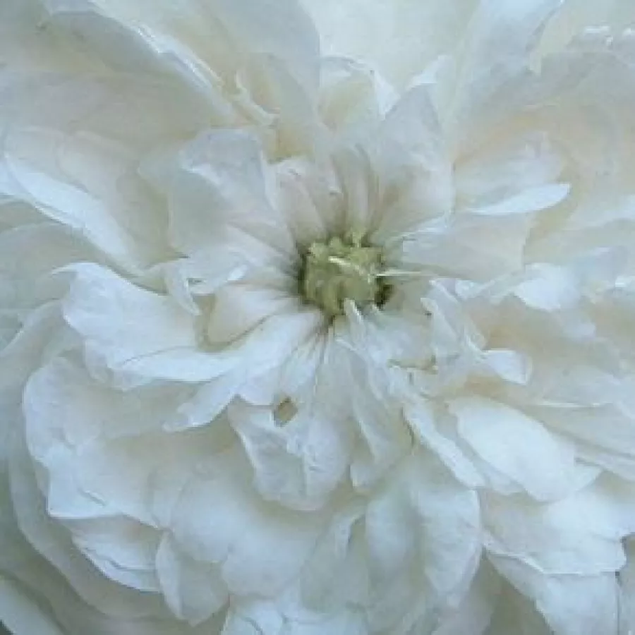 Damask - Róża - Madame Hardy - Szkółka Róż Rozaria