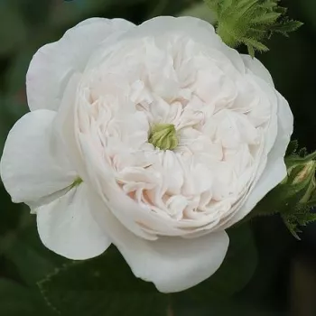 Rosa Madame Hardy - biely - stromčekové ruže - Stromkové ruže s kvetmi anglických ruží