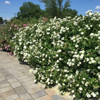 Fehér - magastörzsű rózsa - angolrózsa virágú