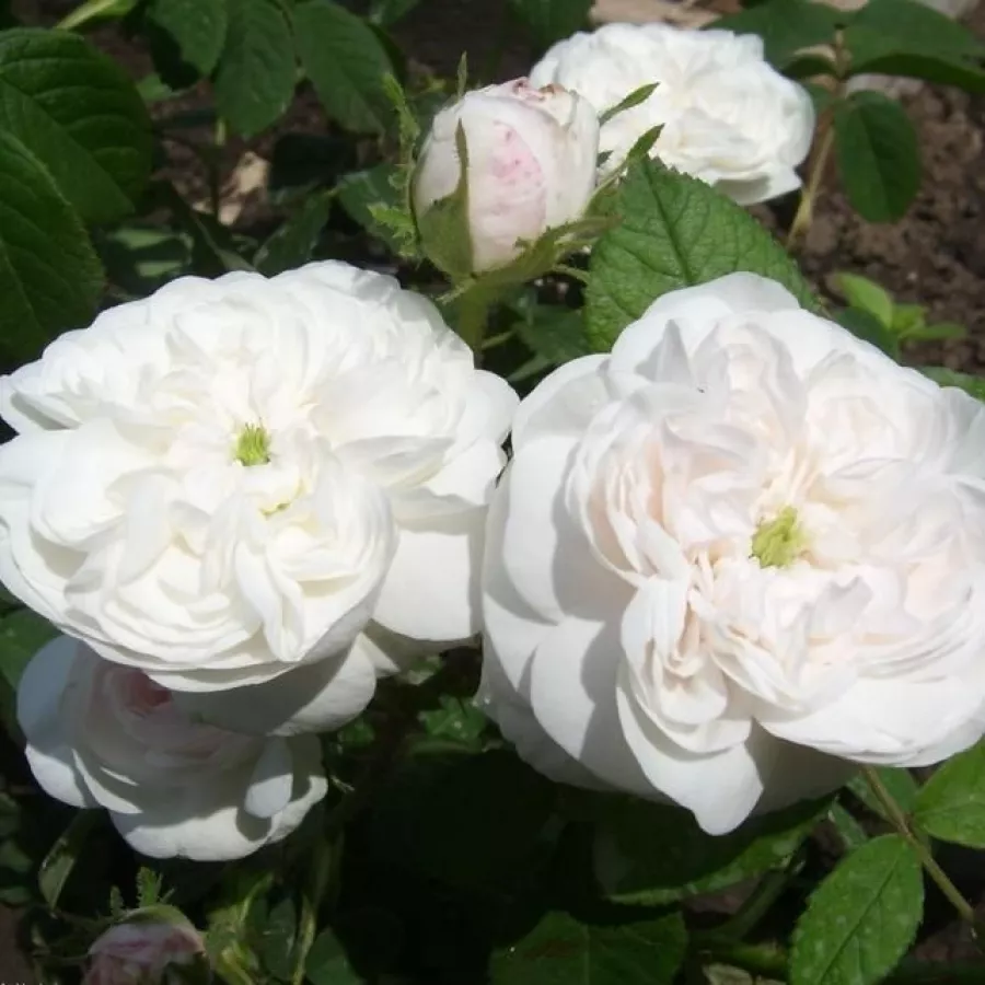 Historické růže - Centifolia (Provence) / Rosa centifolia - Růže - Madame Hardy - prodej růží eshop