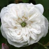 Centifolia ruža - biely - Rosa Madame Hardy - intenzívna vôňa ruží - pižmo