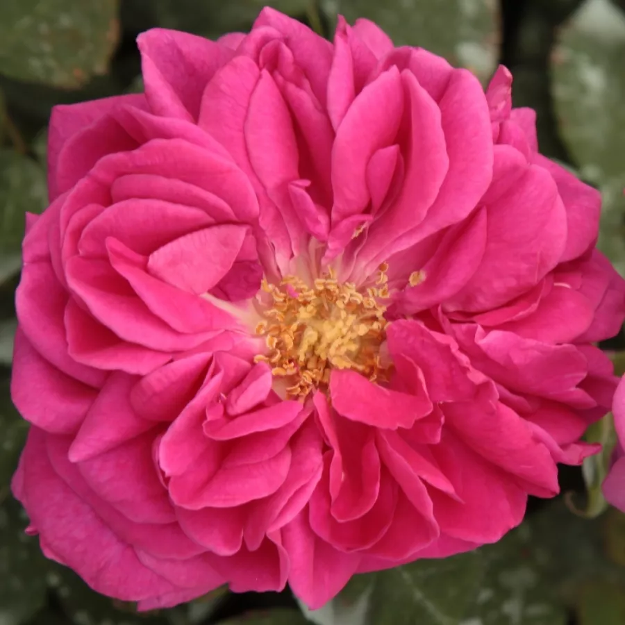 Történelmi - bourbon rózsa - Rózsa - Madame Isaac Pereire - Online rózsa rendelés
