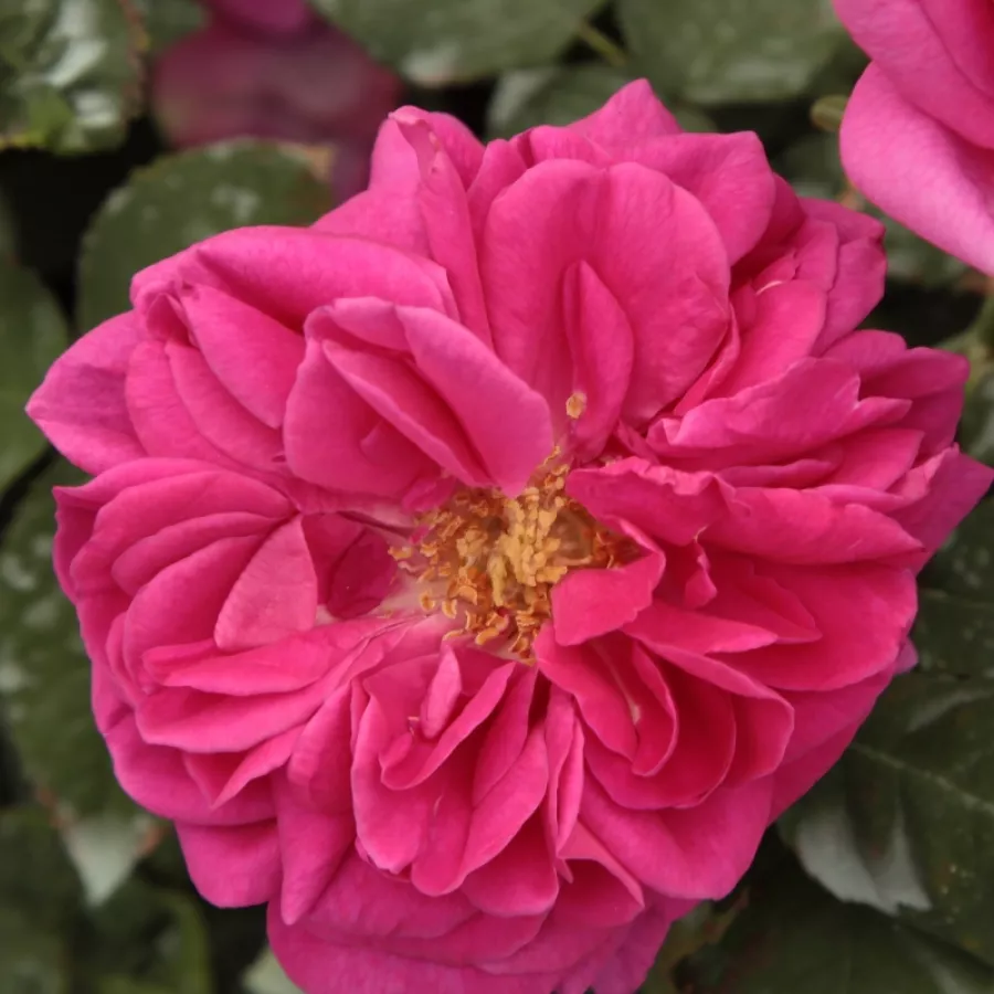 Różowy - Róża - Madame Isaac Pereire - Szkółka Róż Rozaria