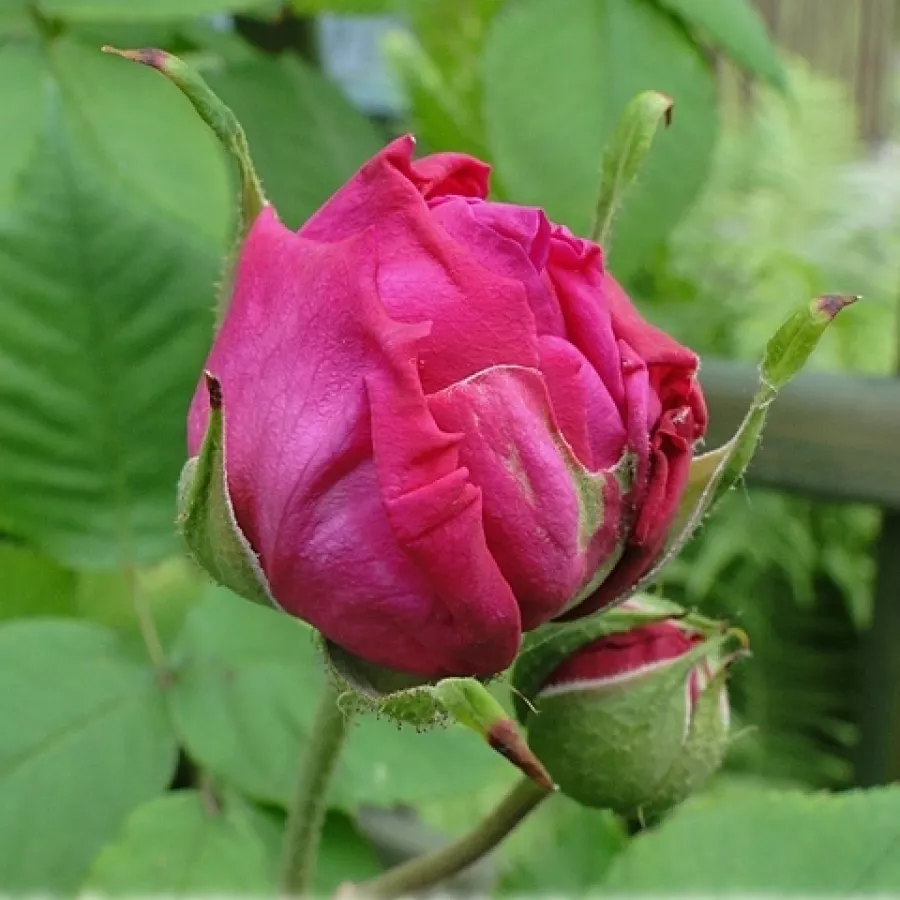 Intenzív illatú rózsa - Rózsa - Madame Isaac Pereire - Online rózsa rendelés