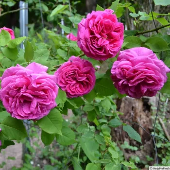 Rosa - rosales antiguos - bourbon - rosa de fragancia intensa - albaricoque