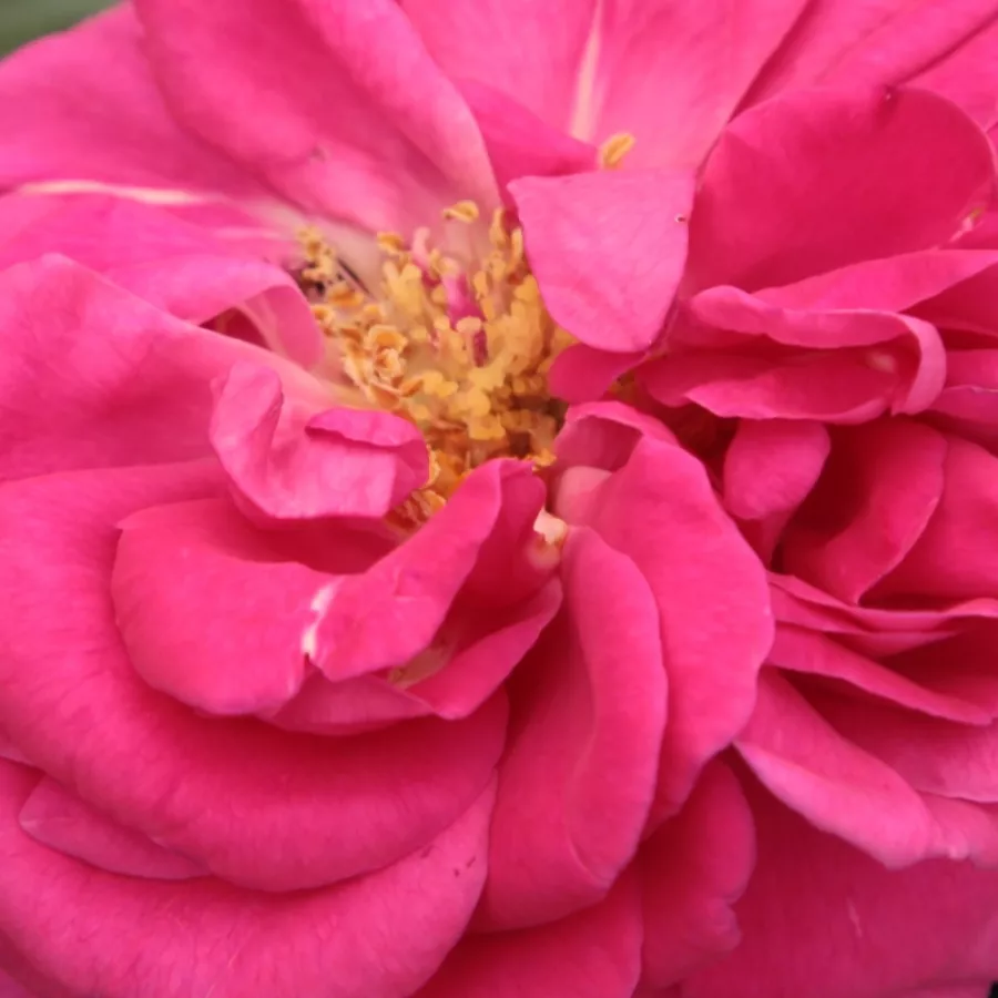 Bourbon - Rózsa - Madame Isaac Pereire - Online rózsa rendelés