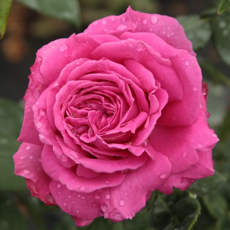 Różowy - Róża - Madame Isaac Pereire - 