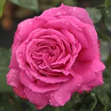 Roze - stamrozen - Rosa Madame Isaac Pereire - sterk geurende roos