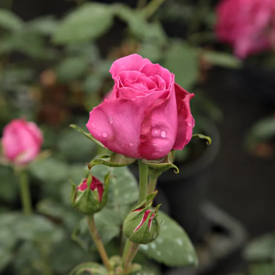 Róża pienna - Róże pienne - z kwiatami róży angielskiej - Róża - Madame Isaac Pereire - 