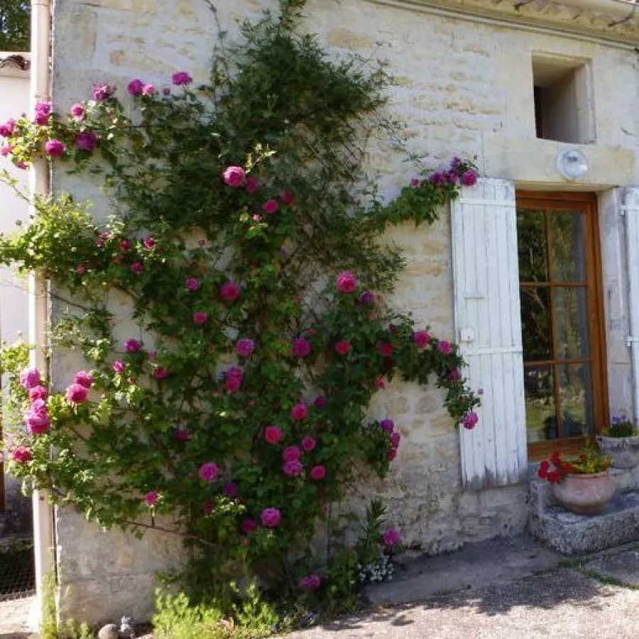 120-150 cm - Rózsa - Madame Isaac Pereire - Kertészeti webáruház