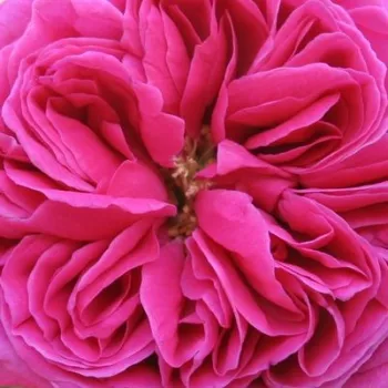 Produzione e vendita on line di rose da giardino - rosa - Rose Bourbon - Madame Isaac Pereire - rosa intensamente profumata