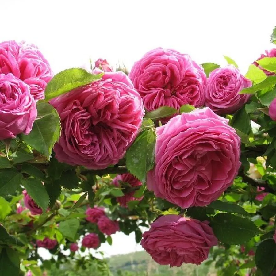 Trandafiri Bourbon - Trandafiri - Madame Isaac Pereire - comanda trandafiri online