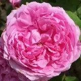 Rózsaszín - történelmi - portland rózsa - Online rózsa vásárlás - Rosa Madame Knorr - intenzív illatú rózsa - alma aromájú