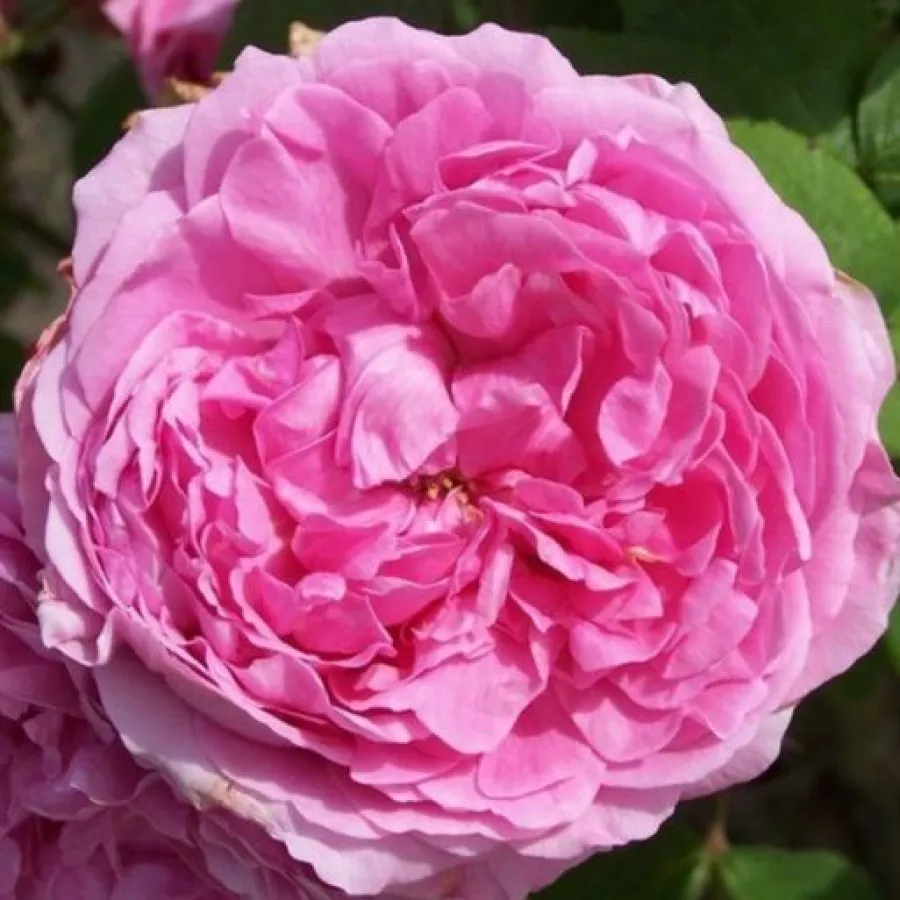 Történelmi - portland rózsa - Rózsa - Madame Knorr - Online rózsa rendelés