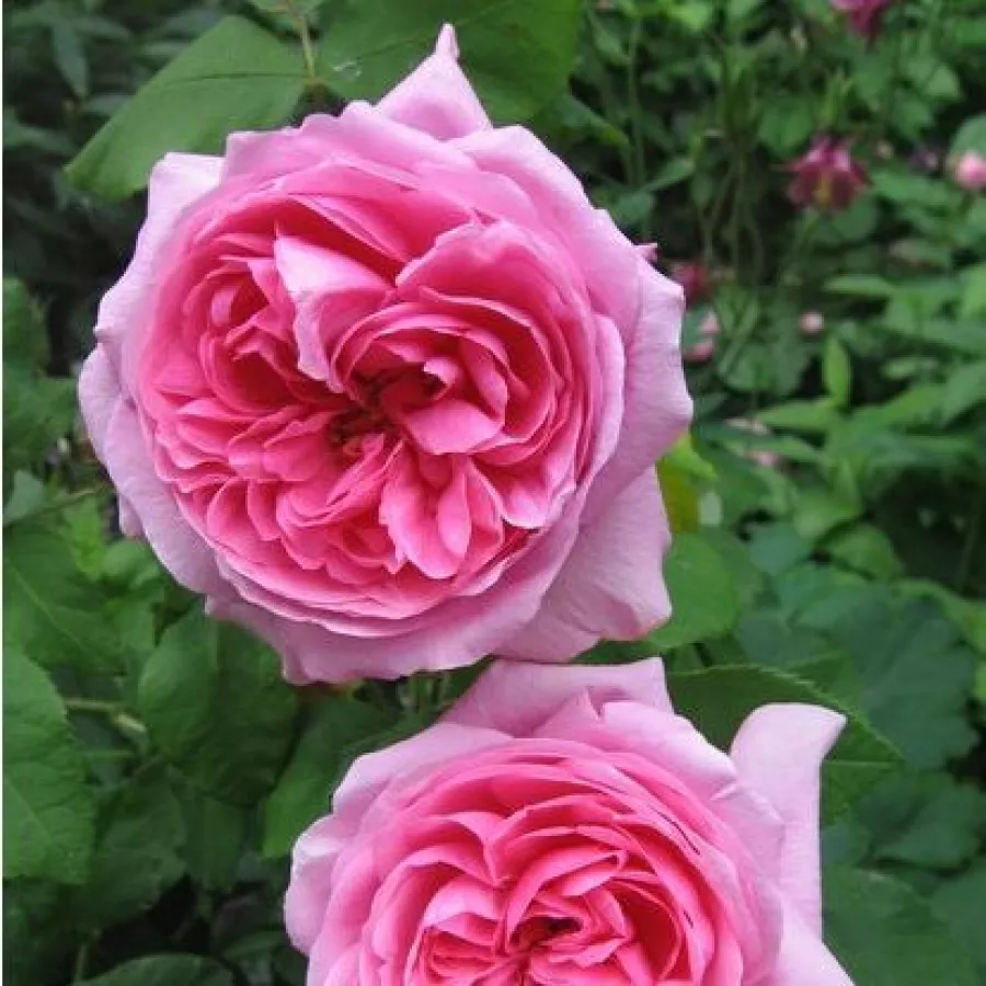 Rózsaszín - Rózsa - Madame Knorr - Online rózsa rendelés