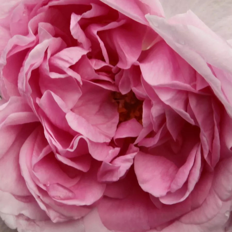 Portland, Hybrid Perpetual - Rózsa - Madame Knorr - Online rózsa rendelés