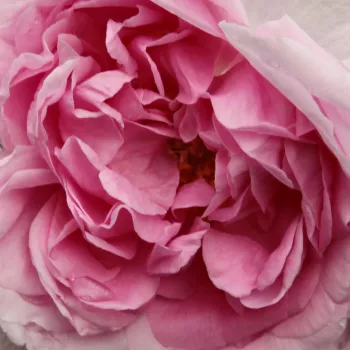 Ruže - eshop  - portlandská ruža - ružová - intenzívna vôňa ruží - aróma jabĺk - Madame Knorr - (90-120 cm)