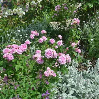 Rosa claro - árbol de rosas híbrido de té – rosal de pie alto - rosa de fragancia intensa - manzana