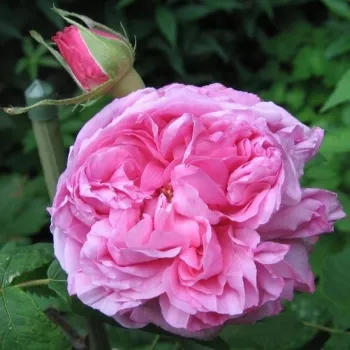 Rosa Madame Knorr - rozā - vēsturiskā- portlandas roze