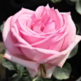 Rózsaszín - teahibrid rózsa - Online rózsa vásárlás - Rosa Madame Maurice de Luze - intenzív illatú rózsa - málna aromájú