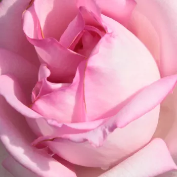 Rózsák webáruháza. - rózsaszín - teahibrid rózsa - Madame Maurice de Luze - intenzív illatú rózsa - málna aromájú - (50-150 cm)