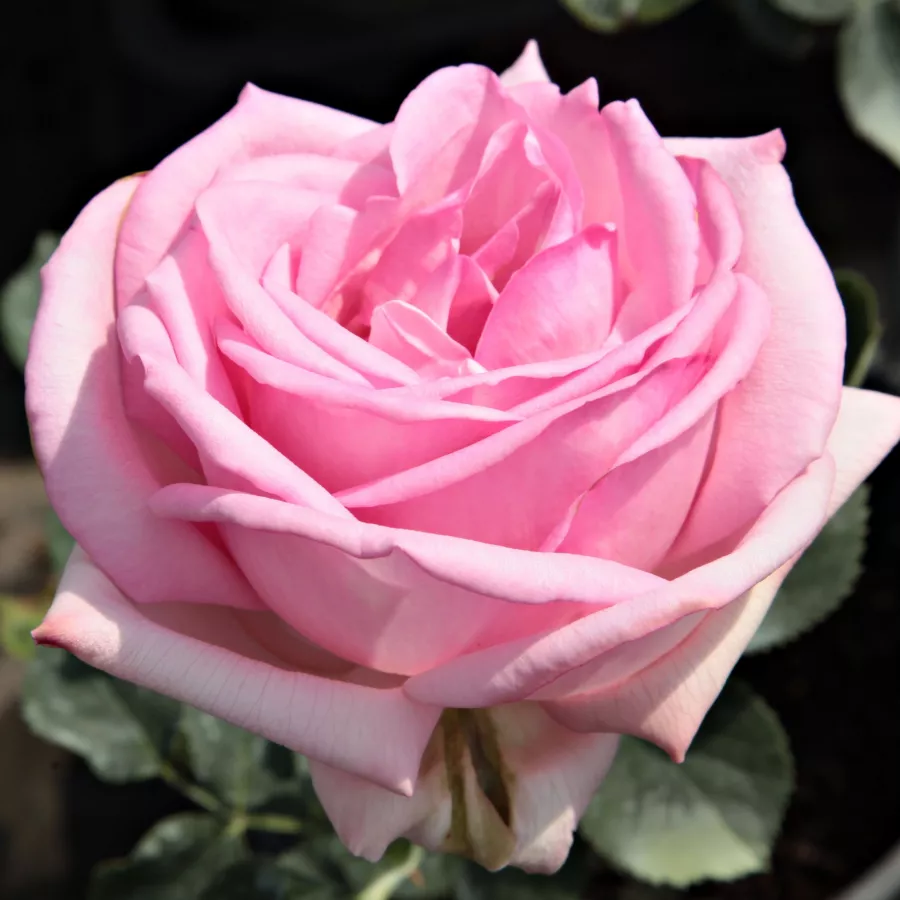 Rose Ibridi di Tea - Rosa - Madame Maurice de Luze - Produzione e vendita on line di rose da giardino