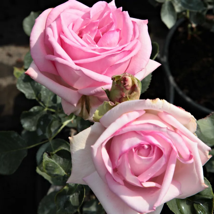Rózsaszín - Rózsa - Madame Maurice de Luze - Online rózsa rendelés
