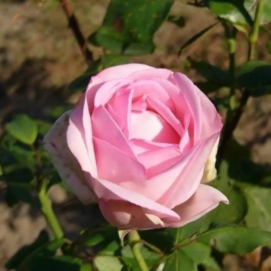 Rosa intensamente profumata - Rosa - Madame Maurice de Luze - Produzione e vendita on line di rose da giardino