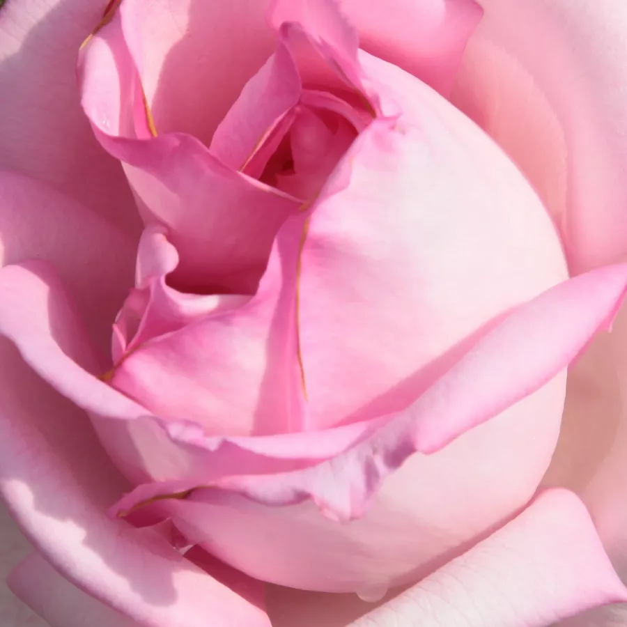 Hybrid Tea - Rosa - Madame Maurice de Luze - Comprar rosales online