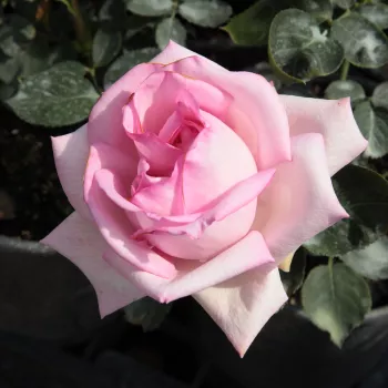 Rózsaszín - teahibrid rózsa - intenzív illatú rózsa - málna aromájú