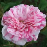 Vörös - fehér - történelmi - moha rózsa - Online rózsa vásárlás - Rosa Madame Moreau - intenzív illatú rózsa - damaszkuszi aromájú