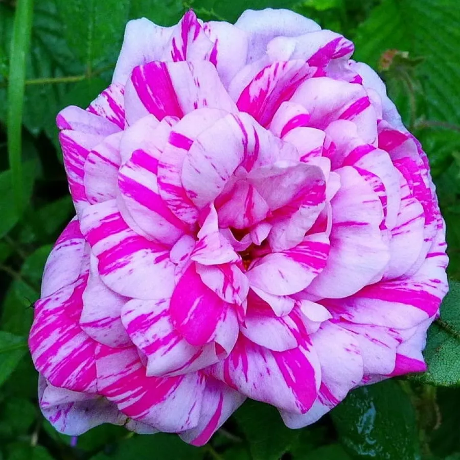 Történelmi - moha rózsa - Rózsa - Madame Moreau - Online rózsa rendelés