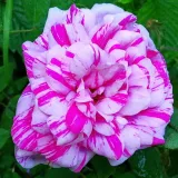 Mahovna vrtnica - rdeča - bela - Vrtnica intenzivnega vonja - Rosa Madame Moreau - Na spletni nakup vrtnice
