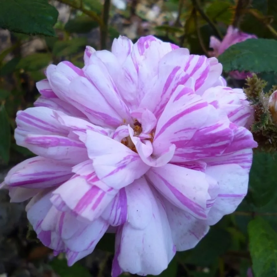 Rosso - bianco - Rosa - Madame Moreau - Produzione e vendita on line di rose da giardino