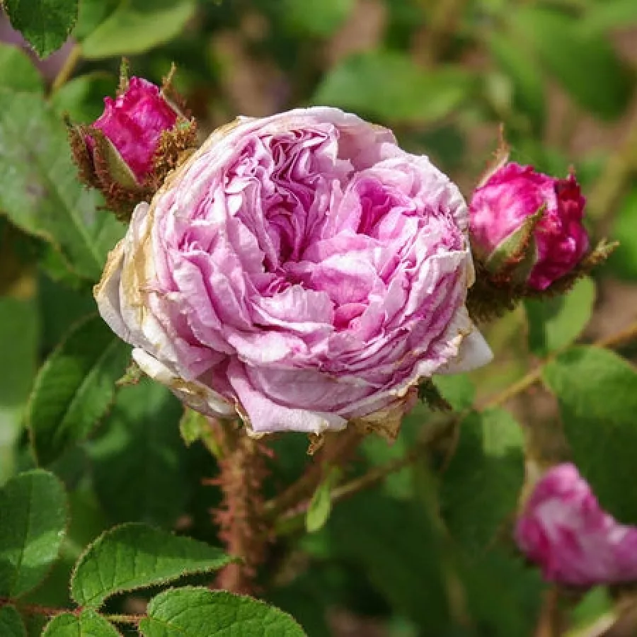 Intenzív illatú rózsa - Rózsa - Madame Moreau - Online rózsa rendelés