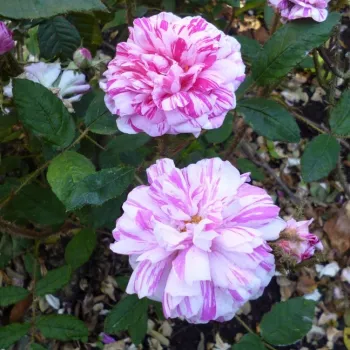 Bordová - biela - moss ruža   (100-120 cm)