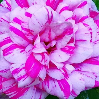 Rosen Shop - moos-rosen - rot - weiß - Rosa Madame Moreau - stark duftend - Robert and Moreau - Besondere Moosrose mit gestreiften Blüten.