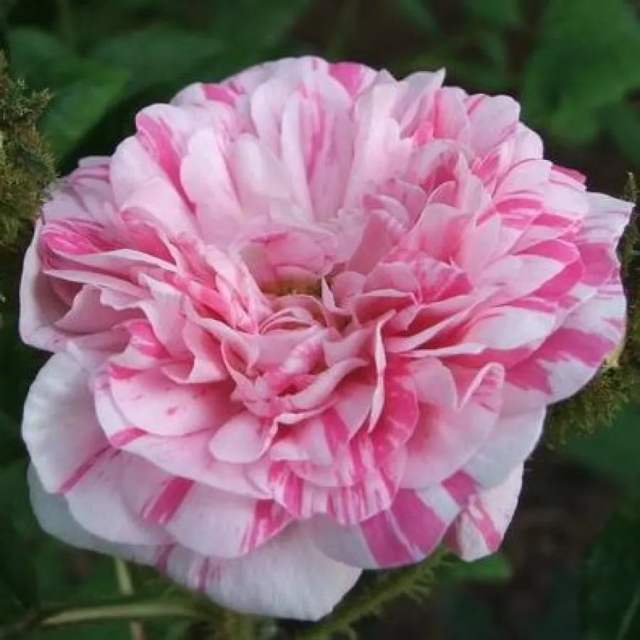 Rosu alb - Trandafiri - Madame Moreau - 