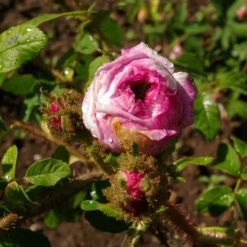 Rosa Madame Moreau - rouge blanc - rosier haute tige - Fleurs groupées en bouquet