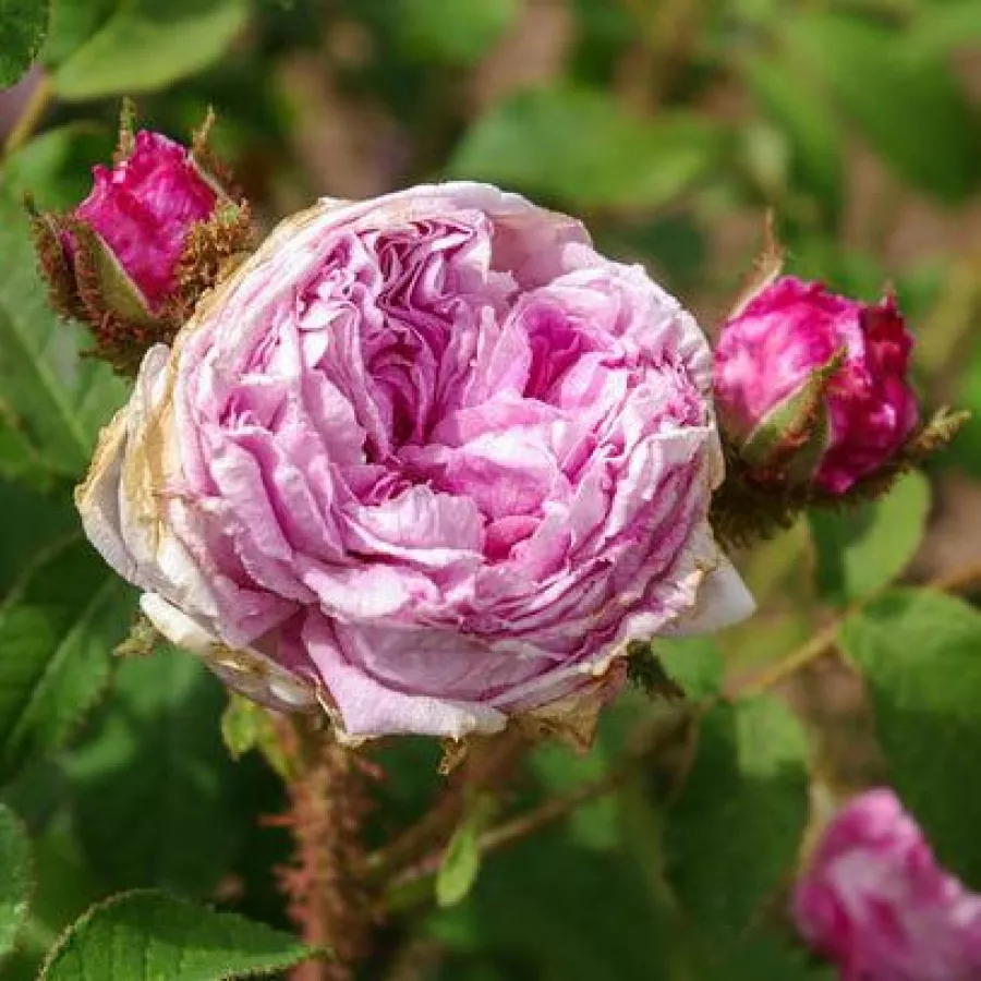 Róża mchowa - Róża - Madame Moreau - róże sklep internetowy